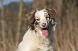BORDER COLLIE 1452